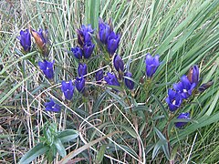 Gentiane pneumonanthe sur les bords du lac.