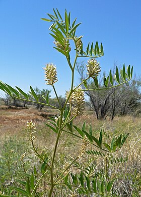 Glycyrrhiza lepidota Foto: Stan Shebs