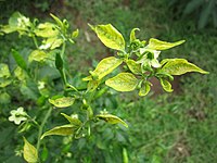 Symptome des Pepper yellow leaf curl virus (PYLCV)