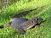 Bindenwaran (Varanus salvator)