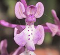 Orchis anatolica