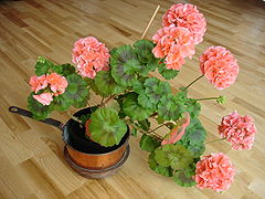 Пеларгонія зональна (Pelargonium zonale)