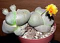 Pleiospilos nelii