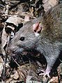 Сив стаорец (Rattus norvegicus).