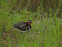 Greater Painted Snipe (female)