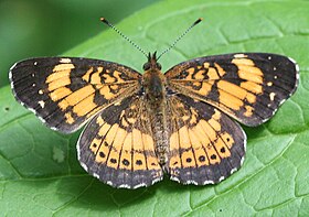 Silvery Checkerspot