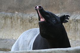 Schabrackentapir