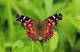 Vanessa braziliensis, Brazilian painted lady