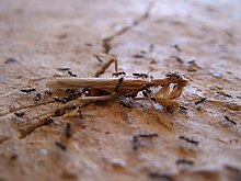 Múltiples hormigas negras rodeando y trepando sobre una mantis muerta