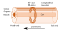 Bilaterian (or rather, Nephrozoan) body plan