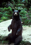 Black bear