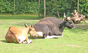 Brown and dark brown bovids