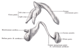 Schwellkörpersysteme des Mannes: Oben das Carvenosum penis mit beiden Crura penis (analog dem klitoralen System), Unten das Corpus spongiosum penis mit dem Bulbus penis. Als Corpus cavernosum urethrae bezeichnet, sind sie den Bulbi vestibuli, der Gräfenberg-Zone, dem Anterior Fornix Erogenous Zone, kurz AFE-Zone (Halban-Faszie), der Frau analog.