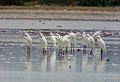 カラシラサギ Egretta eulophotes