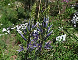 Leichtlini preeriaküünal Camassia leichtlinii