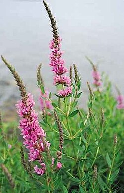 Lythrum salicaria