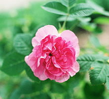 Rosa 'Empress Josephine'.jpg