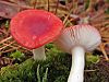 A sickener mushroom photographed in Oneida County, New York, USA