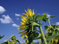 Sunflower Profile