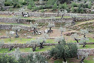 Serra de Tramuntana