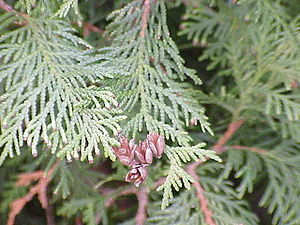 Twiig faan Thuja occidentalis