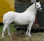 Welsh Mountain Pony