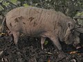 Babi bodoh di Zoo Negara Malaysia