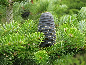 Abeto-coreano (Abies koreana)