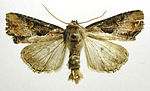 Apamea ophiogramma – Specimen