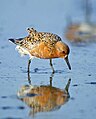 Pilro gordo (Calidris canutus) En Wikimedia Commons: Pilro gordo