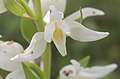 Cephalanthera epipactoides