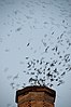 Thousands of Chapman Swifts descending into the Chapman School chimney resemble a black tornado