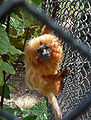  Critical  Golden Lion Tamarin, (Leontopithecus rosalia)