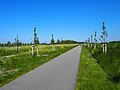 Kraaiennest en jonge fruitbomen