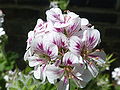 Thumbnail for Pelargonium australe