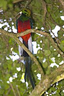 Resplendent Quetzal (male)