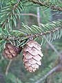 Mature, open cones