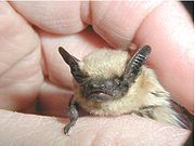 Brown bat