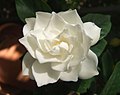 Gardenia flower