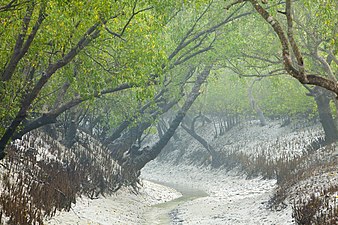 Channel in low tide