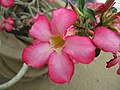 Adenium obesum