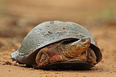 adult with head retracted into shell