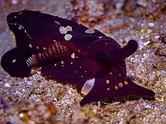 Berthella martensi, un Pleurobranchida