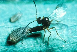 Koinobiont parasitoid wasps like this braconid lay their eggs via an ovipositor inside their hosts, which continue to grow and moult.