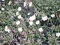 Cistus monspeliensis