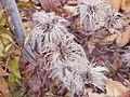 Clematis integrifolia