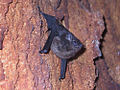 Ejemplar de Saccopterix sp en Cabo Blanco.