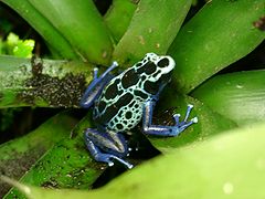 Dendrobates tinctorius