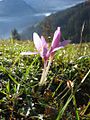 Colchicum autumnale