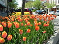 Tulip beds in downtown